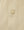 Erding Cord Shirt Calcium